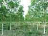 Trồng cây cao su tại Campuchia 